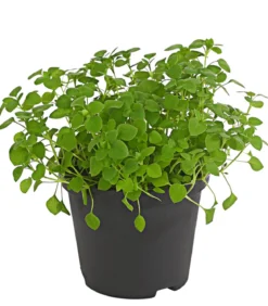Dehner Lieblinge Vogelmiere - Stellaria media
