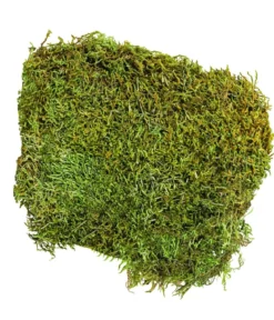 Dehner Lieblinge Waldmoos, 50 g