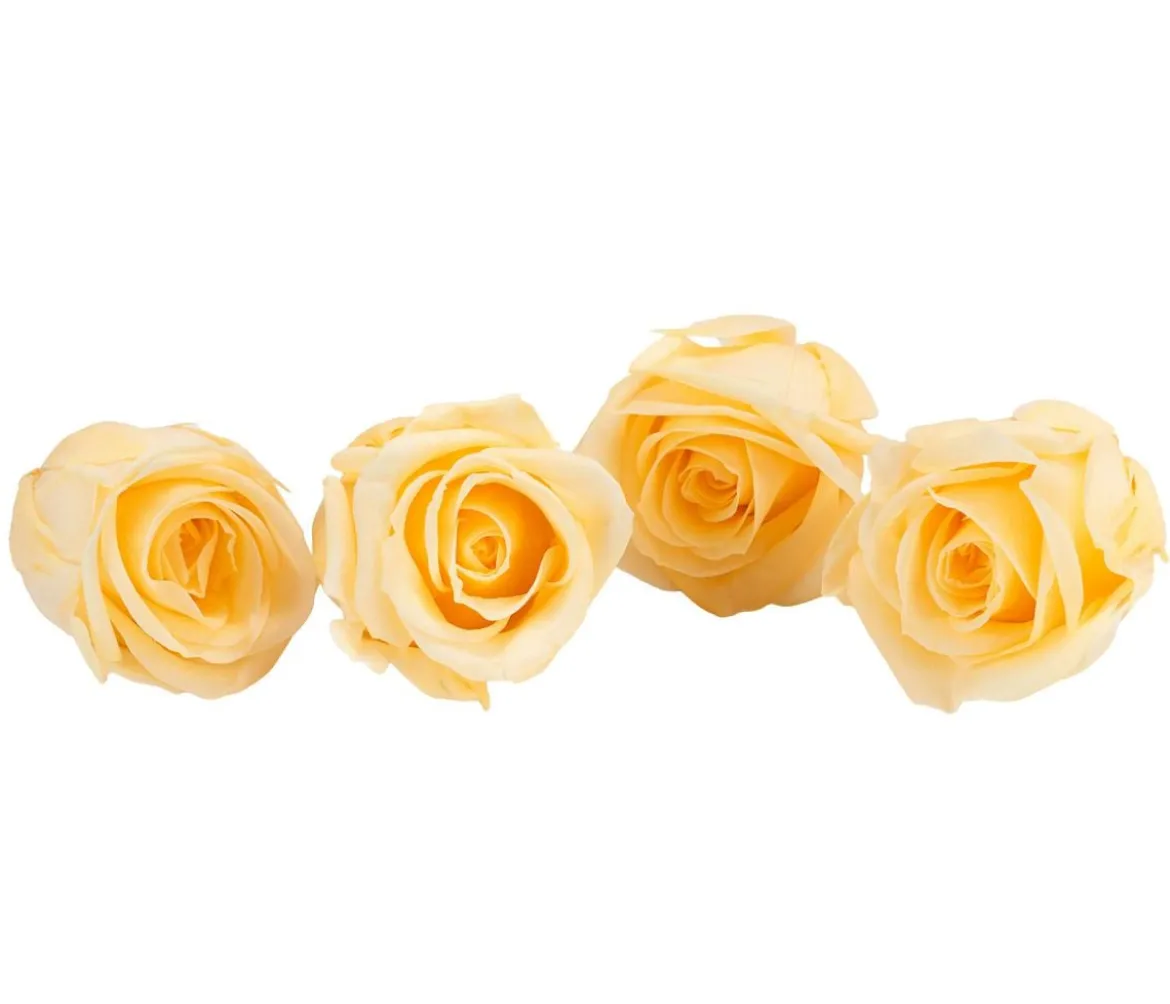 Dehner Longlife-Rose, ca. Ø2 cm