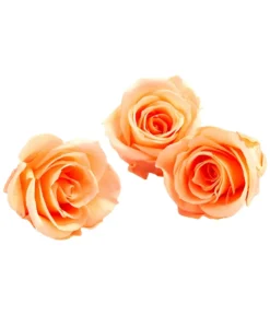 Dehner Longlife-Rose, ca. Ø3 cm