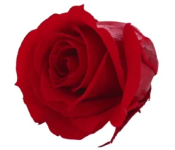Dehner Longlife-Rose, ca. Ø3 cm