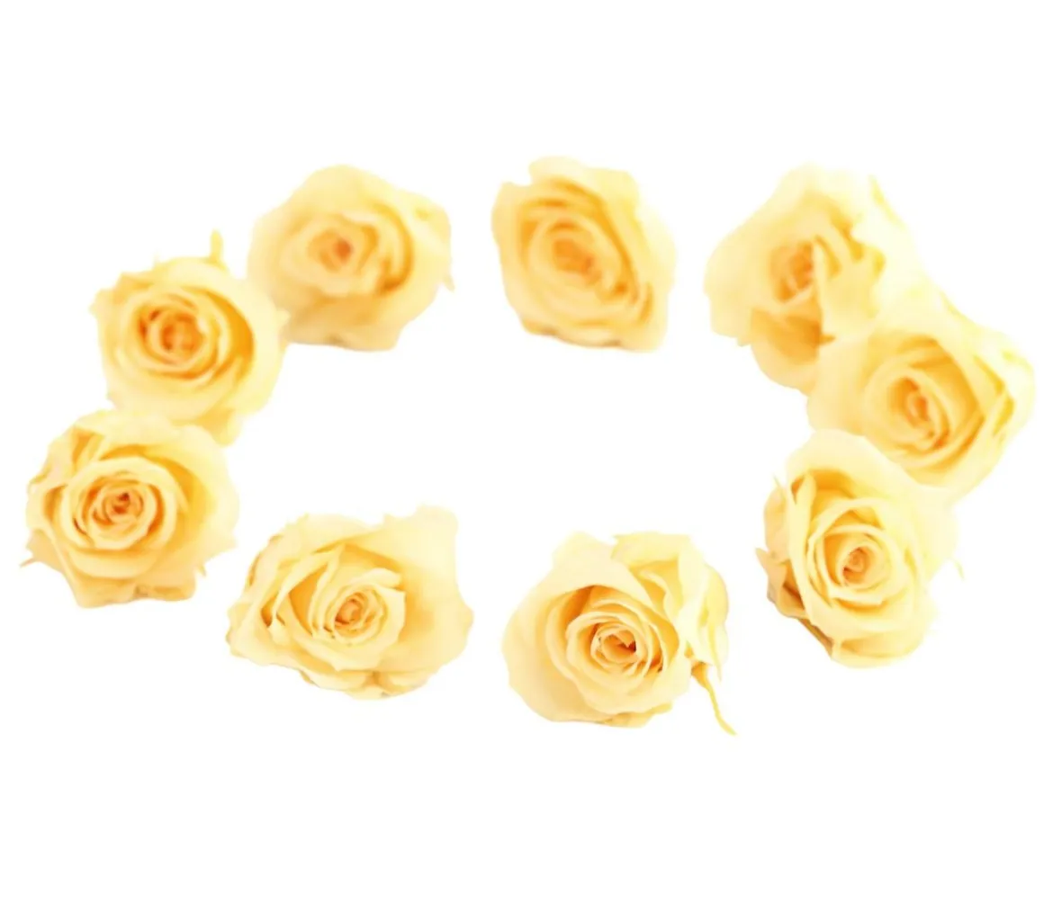 Dehner Longlife-Rose, ca. Ø3 cm
