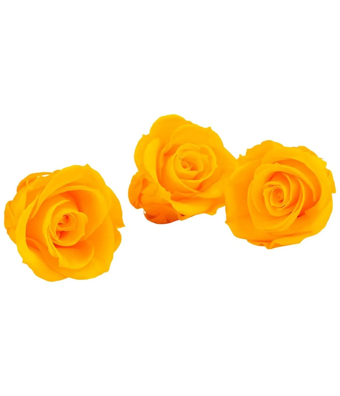 Dehner Longlife-Rose, ca. Ø3 cm