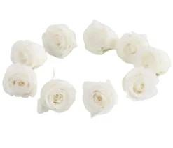 Dehner Longlife-Rose, ca. Ø3 cm