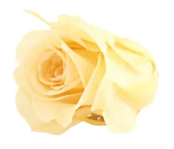 Dehner Longlife-Rose, ca. Ø3 cm