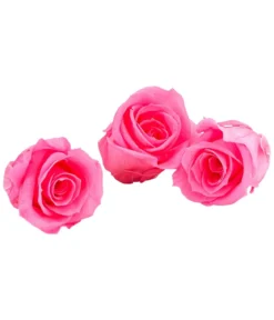 Dehner Longlife-Rose, ca. Ø3 cm