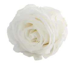 Dehner Longlife-Rose, ca. Ø6 cm