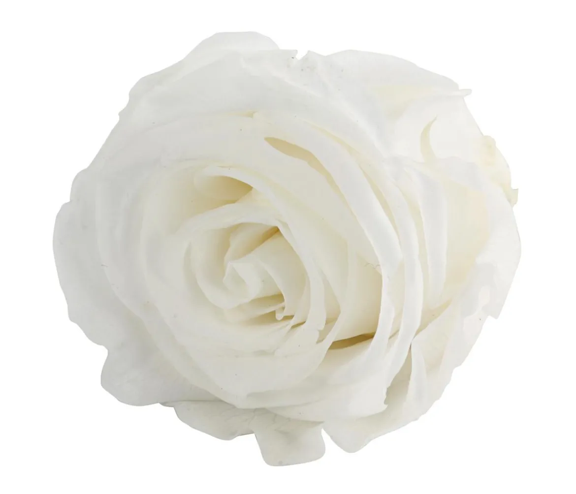 Dehner Longlife-Rose, ca. Ø6 cm
