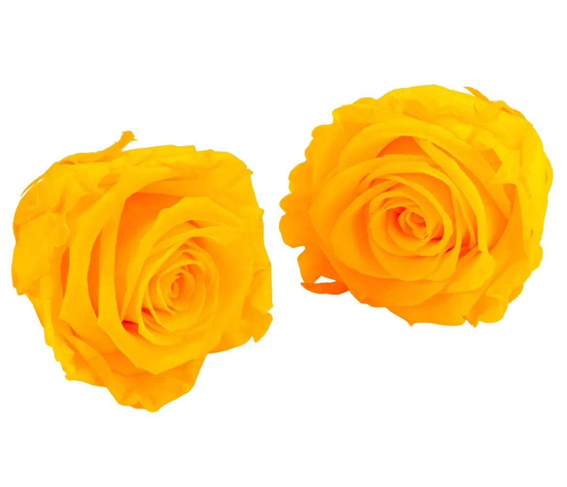 Dehner Longlife-Rose, ca. Ø6 cm