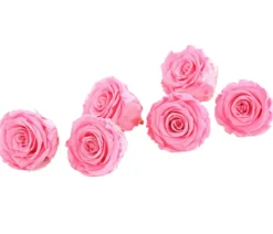 Dehner Longlife-Rose, ca. Ø6 cm