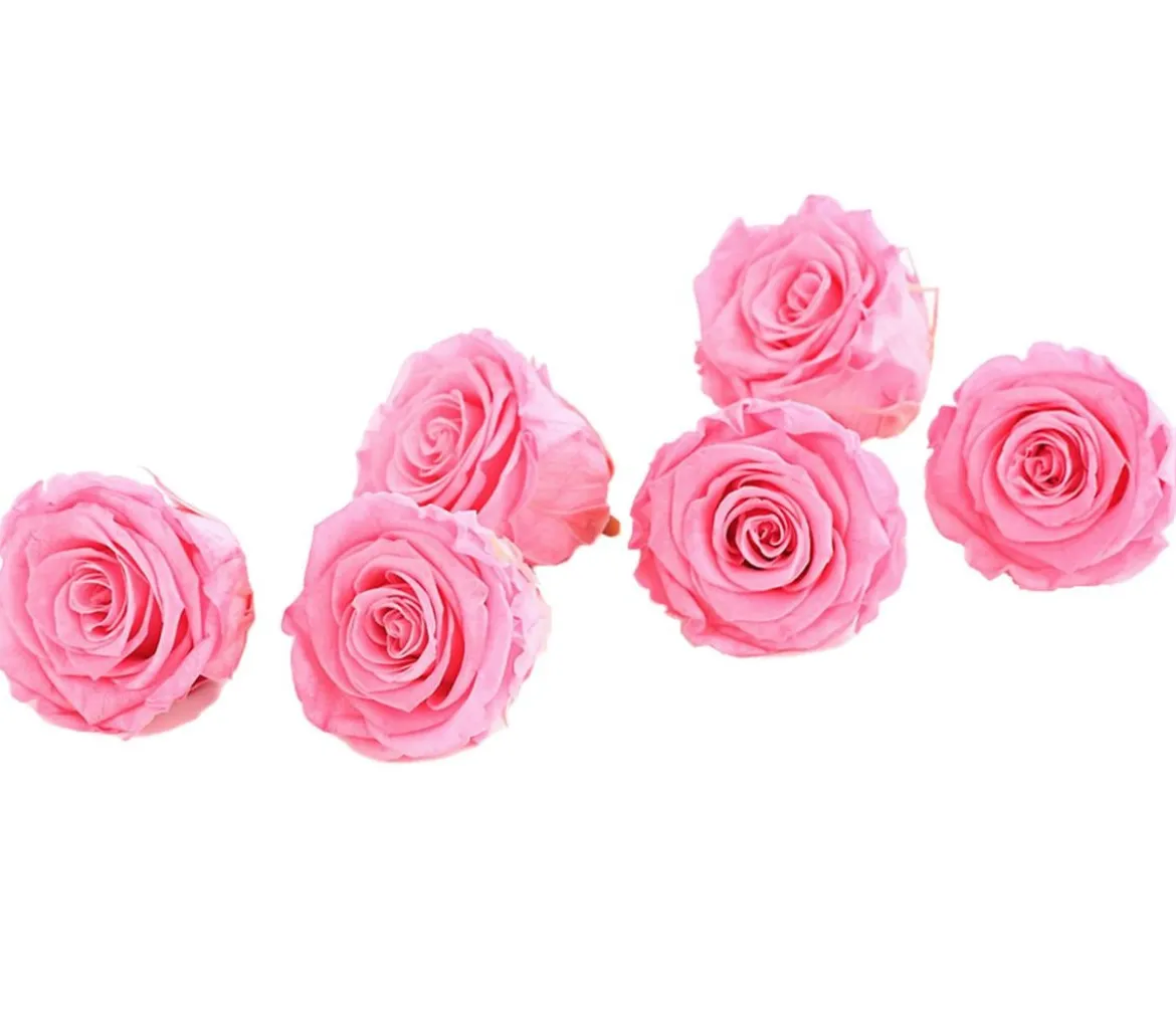 Dehner Longlife-Rose, ca. Ø6 cm