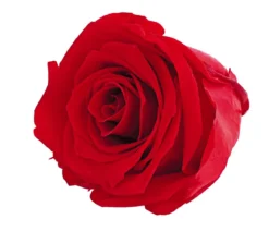 Dehner Longlife-Rose, ca. Ø6 cm