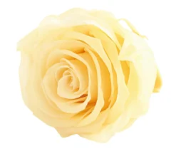 Dehner Longlife-Rose, ca. Ø6 cm