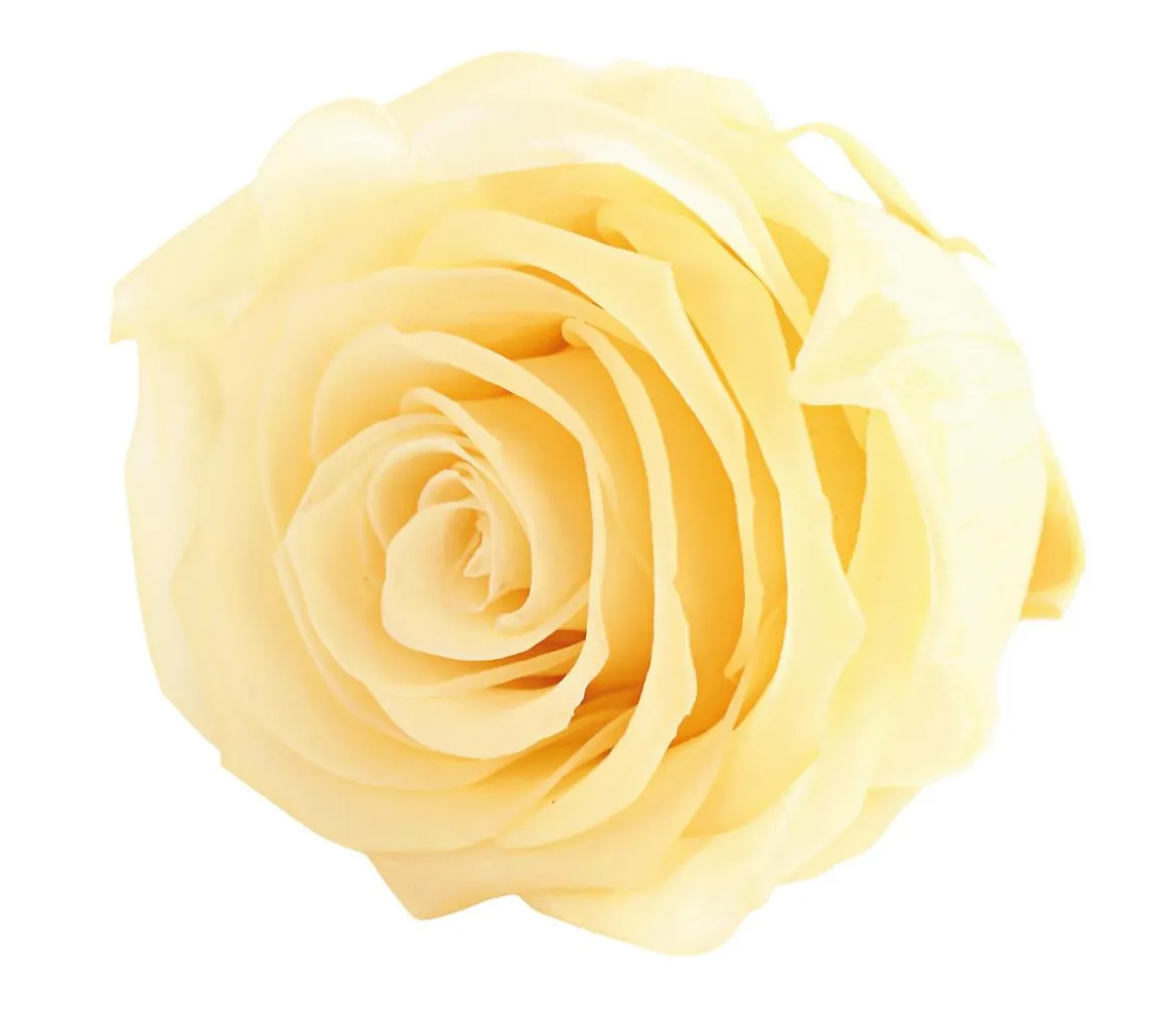 Dehner Longlife-Rose, ca. Ø6 cm