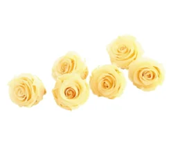 Dehner Longlife-Rose, ca. Ø6 cm