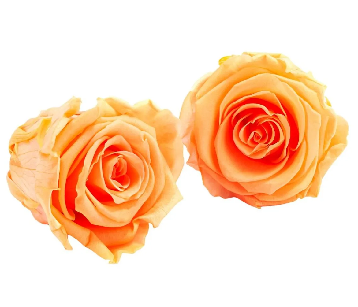 Dehner Longlife-Rose, ca. Ø6 cm