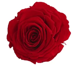 Dehner Longlife-Rose in Geschenkbox, ca. Ø9 cm