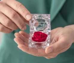 Dehner Longlife-Rose in Juwelenbox, ca. Ø3,5 cm