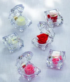 Dehner Longlife-Rose in Juwelenbox, ca. Ø3,5 cm