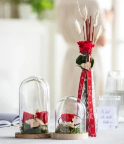 Dehner Longlife-Rose mit Stiel, rot