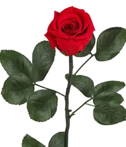 Dehner Longlife-Rose mit Stiel, rot