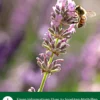 Dehner Natura Premium Insektenhotel Apulien
