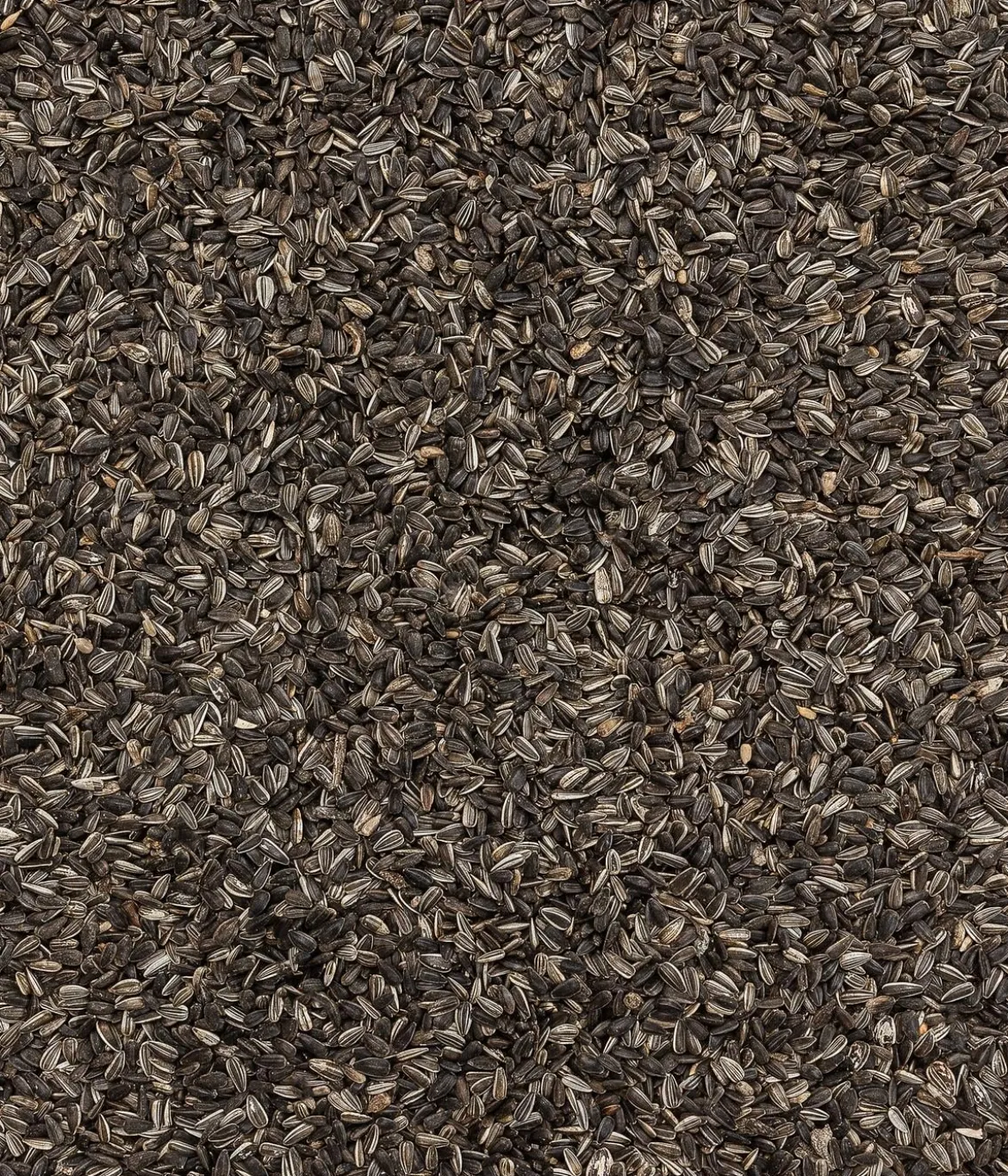 Dehner Natura Premium Wildvogelfutter Sonnenblumenkerne