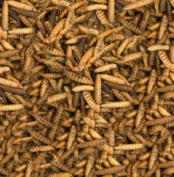 Dehner Natura Premium Wildvogelsnack Hermetia-Larven, 400 g