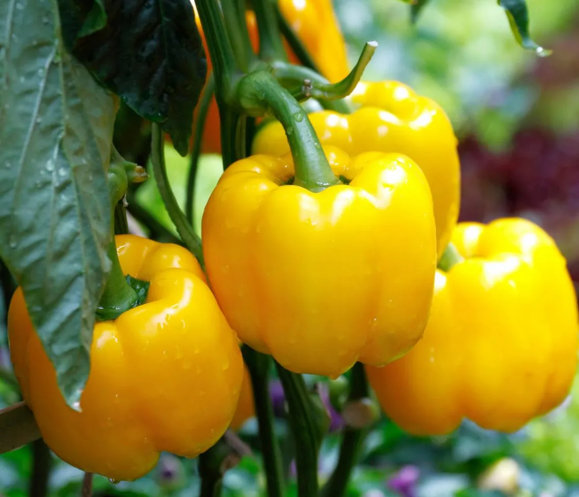 Dehner Premium Samen Block-Paprika 'Fiësta F1'