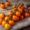 Dehner Premium Samen Cherrytomate 'Sungold F1'