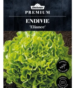 Dehner Premium Samen Endivie 'Eliance'