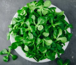 Dehner Premium Samen Feldsalat 'Vit'
