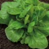 Dehner Premium Samen Feldsalat 'Elan'