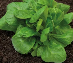 Dehner Premium Samen Feldsalat 'Elan'