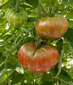 Dehner Premium Samen Fleischtomate 'Cherokee'