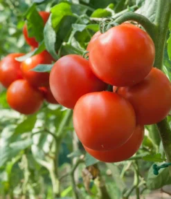 Dehner Premium Samen Fleischtomate 'Fandango F1'