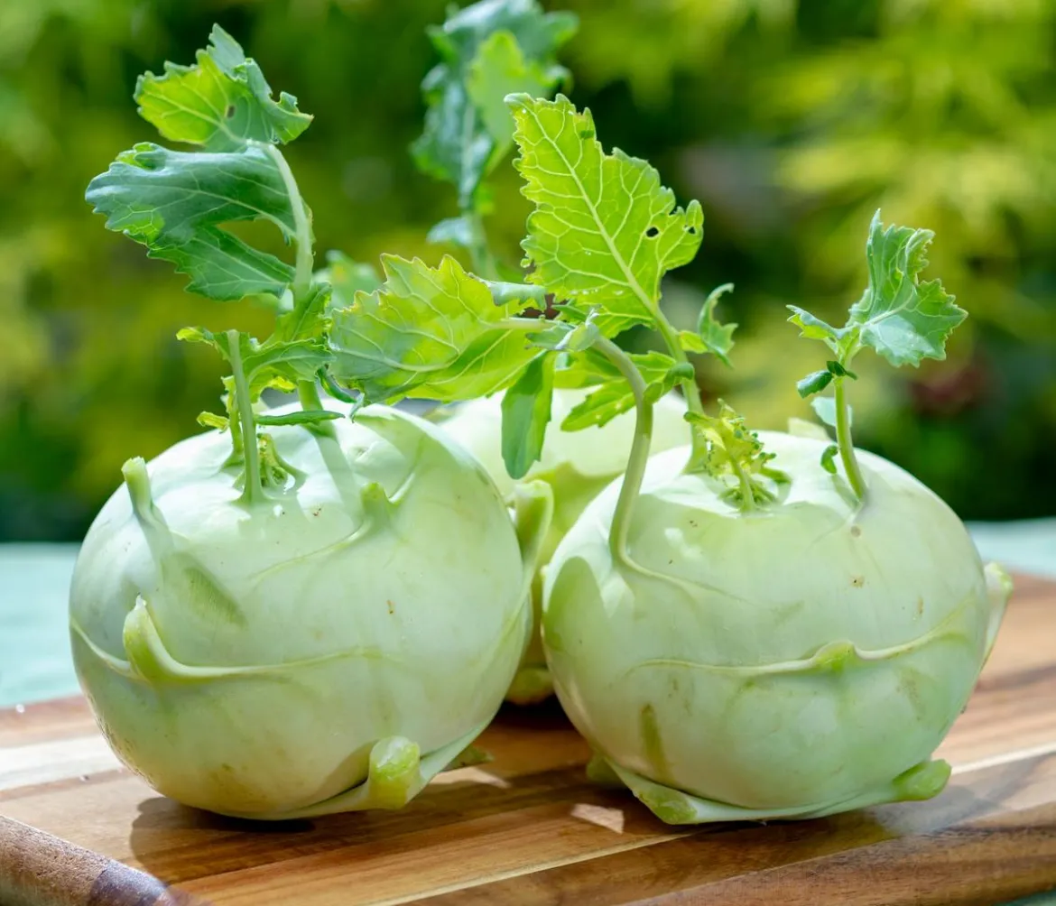 Dehner Premium Samen Kohlrabi 'Neisse F1'