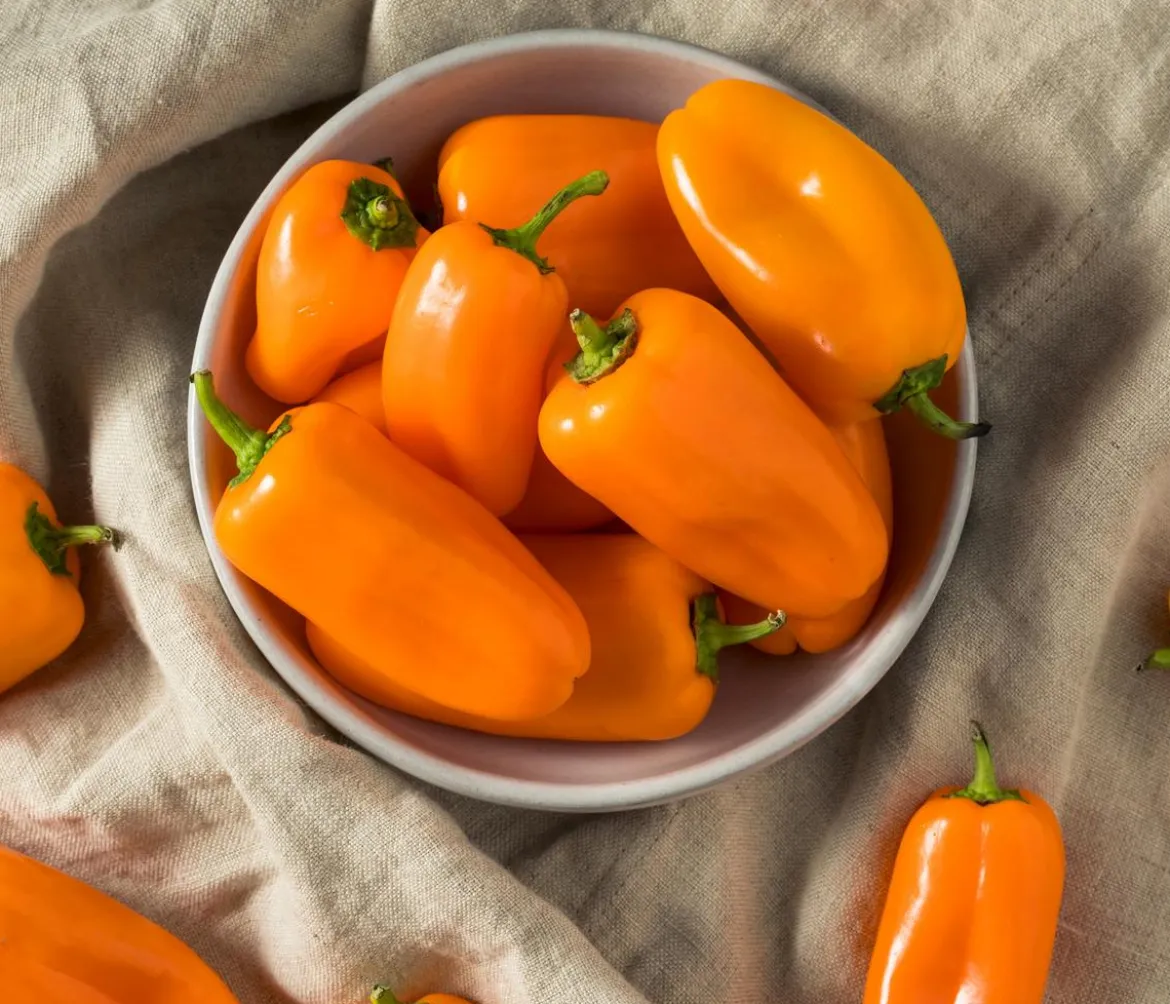 Dehner Premium Samen Mini-Paprika 'Snacking F1'