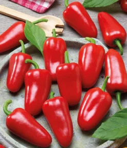 Dehner Premium Samen Mini-Paprika 'Snacking red F1'