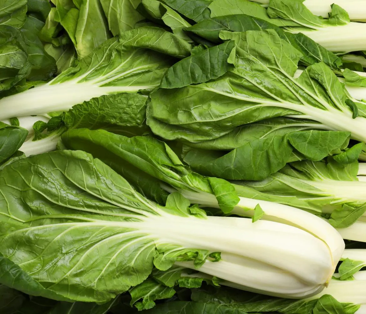 Dehner Premium Samen Pak Choi 'Bopak F1'