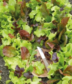 Dehner Premium Samen Pflücksalat Mischung