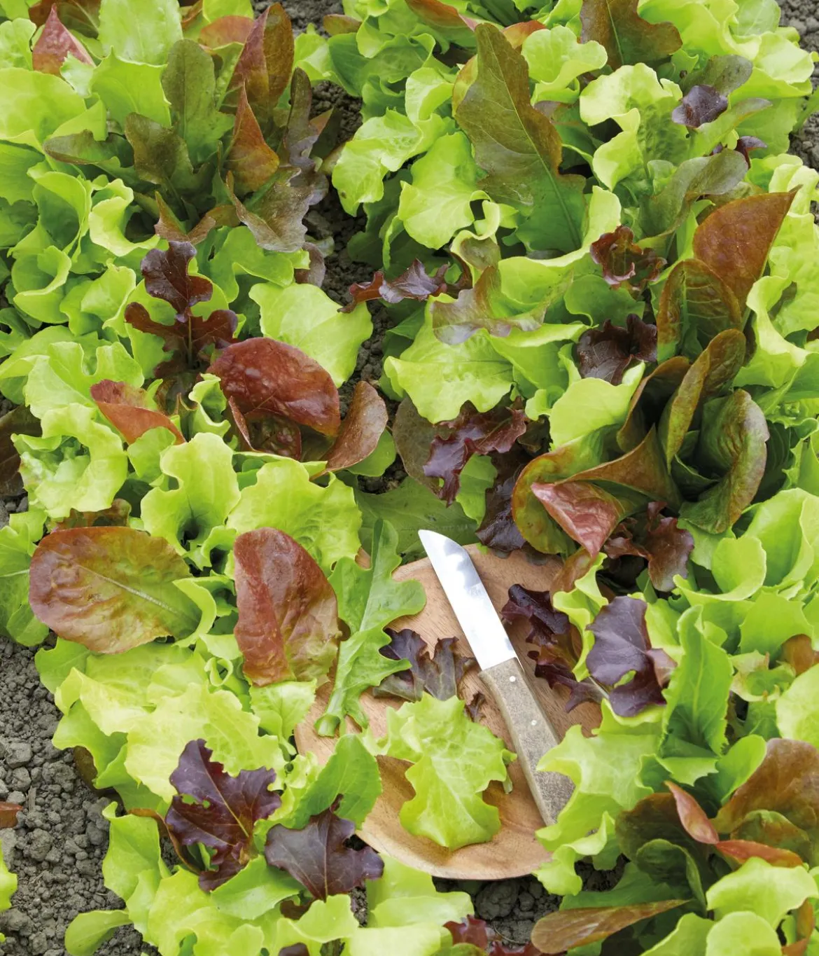 Dehner Premium Samen Pflücksalat Mischung