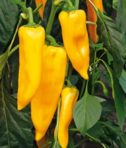 Dehner Premium Samen Spitzpaprika 'Palladio F1'