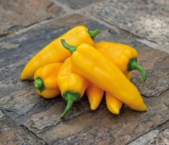 Dehner Premium Samen Spitzpaprika 'Ora Long'