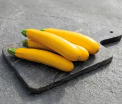 Dehner Premium Samen Zucchini 'Gold Rush F1'