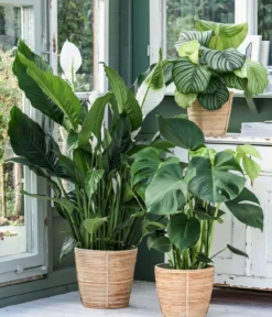 Dehner Rattan-Korb Bibek, konisch, hellbraun