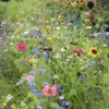 Dehner Saatband Blumenmischung 'Buntes Bouquet