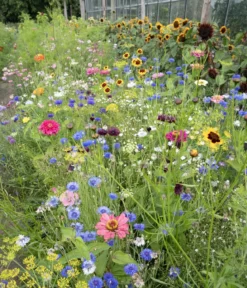 Dehner Saatband Blumenmischung 'Buntes Bouquet