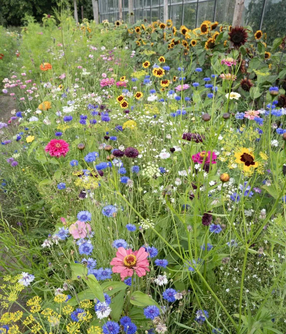 Dehner Saatband Blumenmischung 'Buntes Bouquet