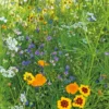 Dehner Saatband Blumenmischung 'Wildblumenwiese', L5 m